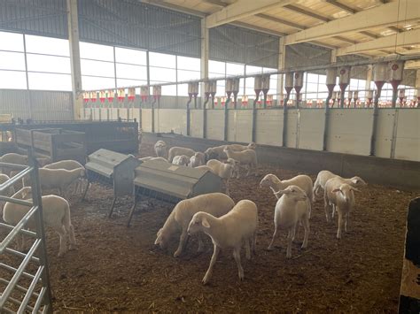 A Spanish farm with 3,000 sheep and a turnover of €250,000 | The ...