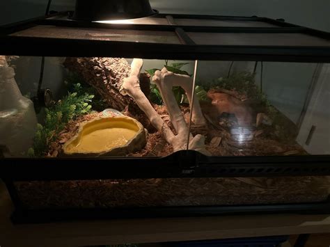 Ball Python Setup 的图像结果
