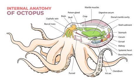 Anatomía interna de un diagrama de pulpo | Vector Premium