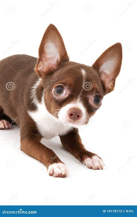 Playful Chocolate Brown With White Chihuahua Dog Stock Image - Image of ...