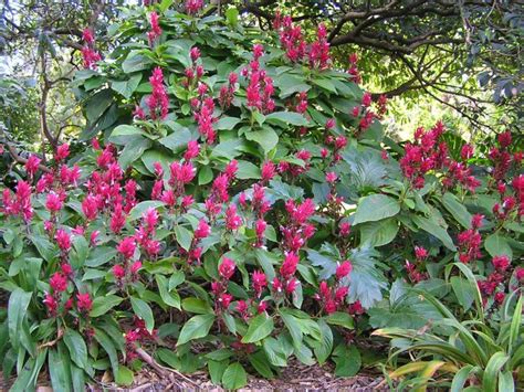 Megaskepasma erythrochlamys - Brazilian Red-Cloak, Red Justicia | Royal ...