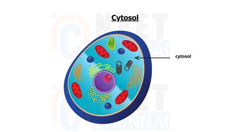 Differences Between Cytoplasm And Cytosol - Neet Chennai