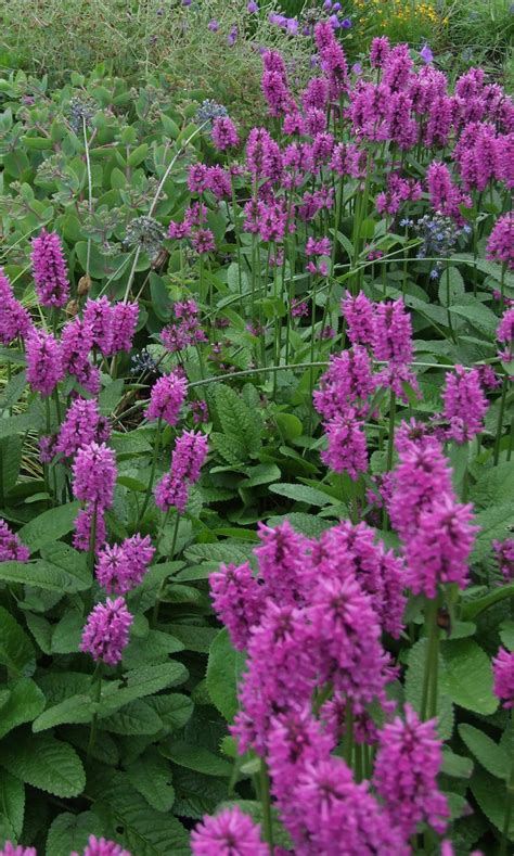 Trends in Gardening for 2019 - Lewis Ginter Botanical Garden