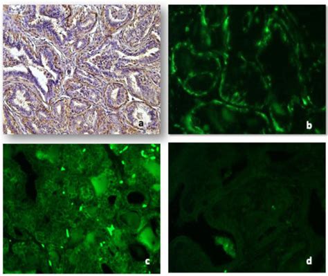 Animals | Special Issue : Veterinary and Comparative Reproductive Pathology