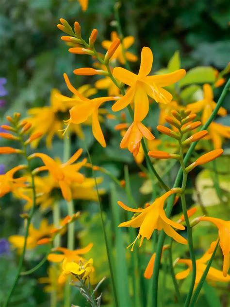 Montbretia 'George Davison' - Summer Flowering Bulb