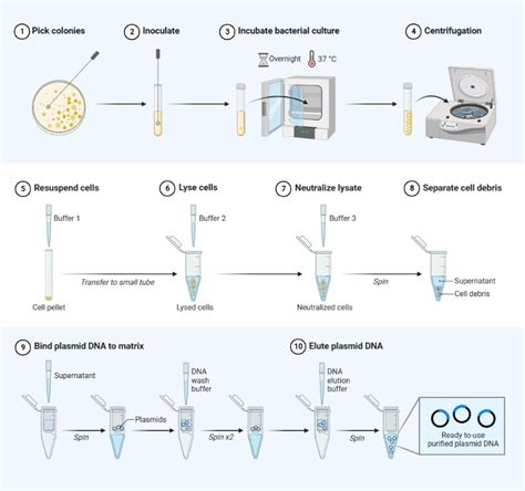Plasmid Isolation 的图像结果