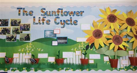 Sunflower life cycle wall display at Springmead School, Beckington, Somerset, UK | Sunflower ...