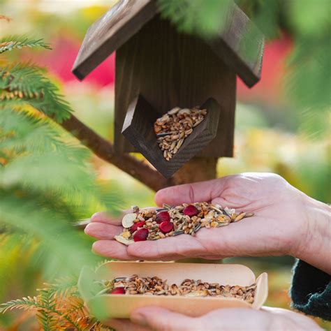 Which Backyard Birds Eat Flies And Keep Your Garden Pestfree