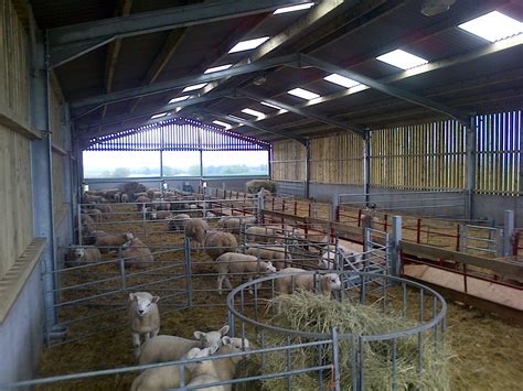 Waverly Sale Barn Sheep at Michael Schiller blog