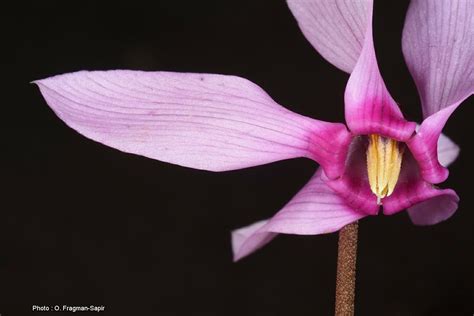 Cyclamen rohlfsianum - بخور مريم ليبي, רקפת לובית, רקפת לובית | The ...