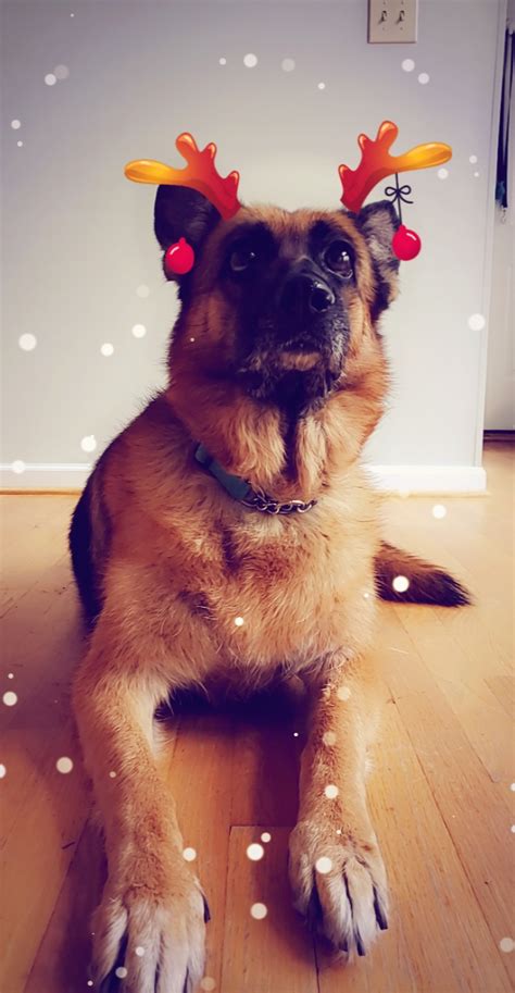 How To Use Snapchat Dog Filters on Your Dog - All About Shepherds