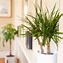 Image result for Dracaena Plant Types