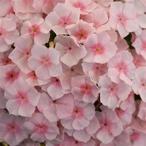 Phlox Drummondii, Mevsimlik ve Saklı İçin Tohum Grubu, Çiçek Tohumları ...