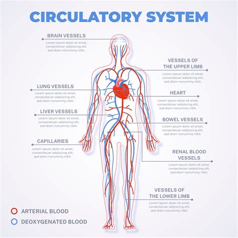 Image result for Circulatory System Basic Diagram