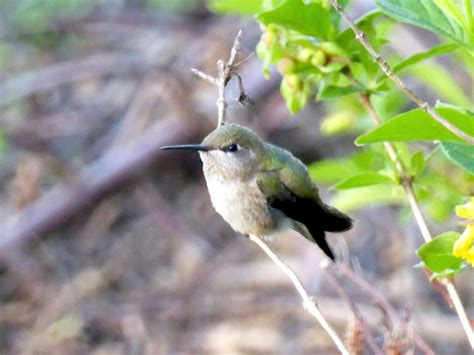 Fernhill Wetlands - Oregon | AllTrails