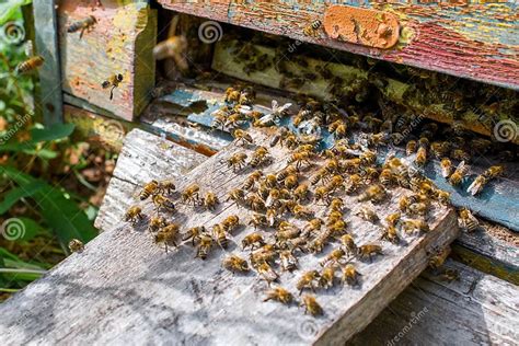 蜂窝采用指已提到的人养蜂场蜜蜂飞向指已提-包图企业站