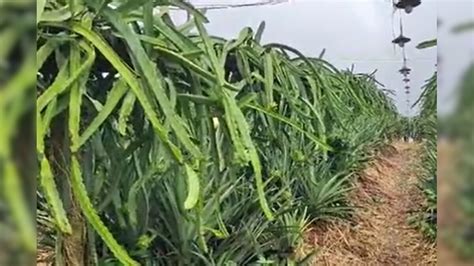 Best Business Idea: ರೈತರ ಪಾಲಿಗೆ ಕುಬೇರನ ಸಂಪತ್ತು ಈ ಹಣ್ಣು; ಇದನ್ನು ಬೆಳೆದು ...