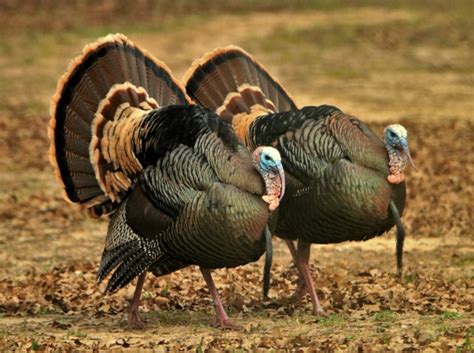 Image result for Turkey Trot Tutorial