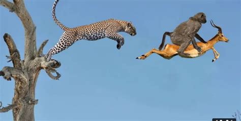 Image result for Baboon Vs Predator