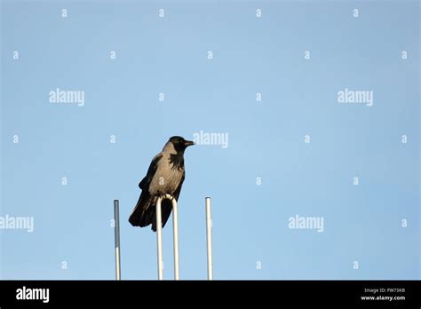 Image result for Crow Front View