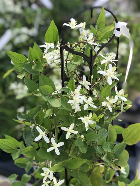 Perennial Clematis Sweet Autumn - Fergusons Garden Center