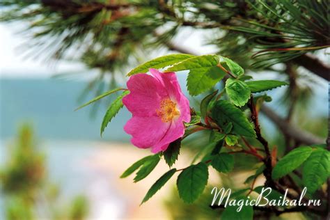 Lake Baikal. Photos of the Baikal flowers.