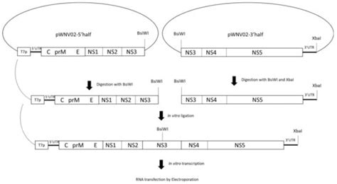 Experimental Evolution of West Nile Virus at Higher Temperatures ...