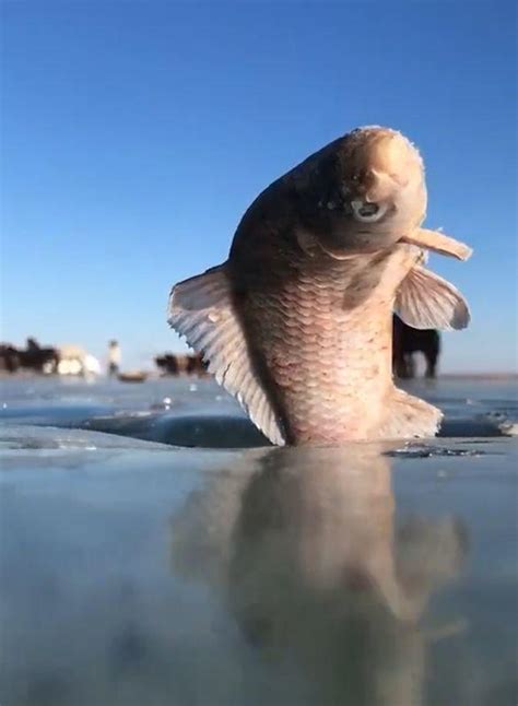 结冰时鱼会被冻住吗？一组真实照片，让人感慨大自然的神奇