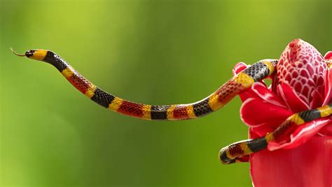Image result for Beautiful Design for Table View in JavaFX