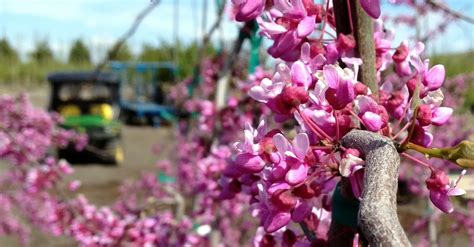 Flash Fire Maple Tree Problems 的图像结果