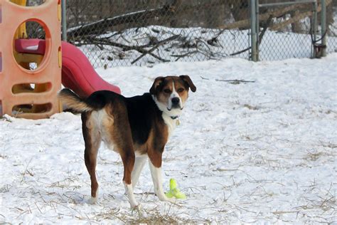 Humane League of Lancaster County Pet of the Week - Pandora's Deals