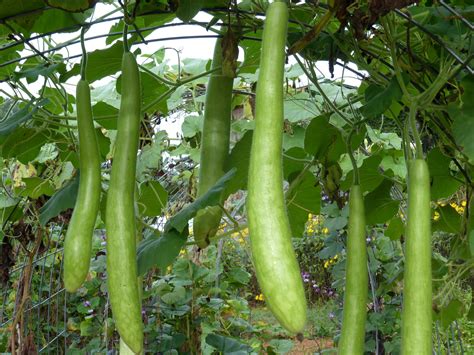 Gourd | Diseases and Pests, Description, Uses, Propagation