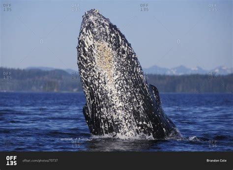 Barnacles On Whales: Worlds Naughtiest Hitchhiker Parasite