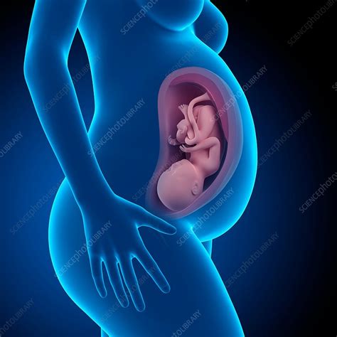 Human fetus age 39 weeks - Stock Image - F015/6377 - Science Photo Library