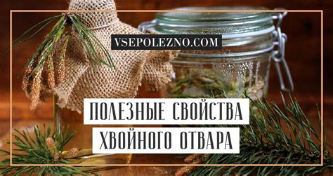 Отвар из хвои сосны: польза, вред и противопоказания, особенности ...