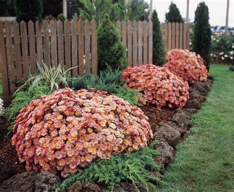 Fall Mums, Hardy Mums, Garden Mums: What's the Difference? - Garden ...