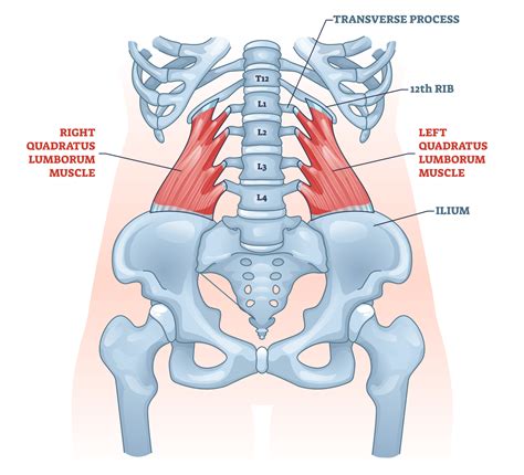 Anatomy Of Quadratus Lumborum