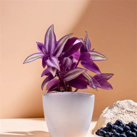 Tradescantia Zebrina Purple Wandering Jew Plant – Plant Orbit