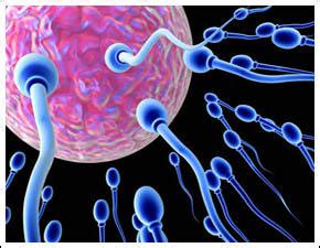 Scientists create artificial sperm cells from human embryonic stem ...