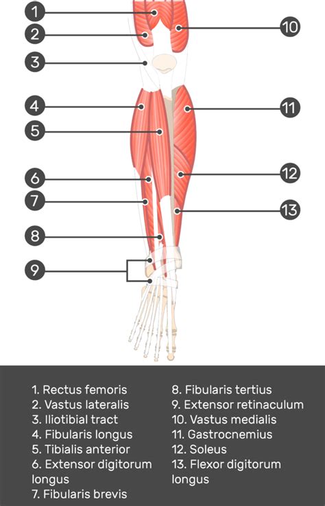 Image result for Extensor Digitorum Hand