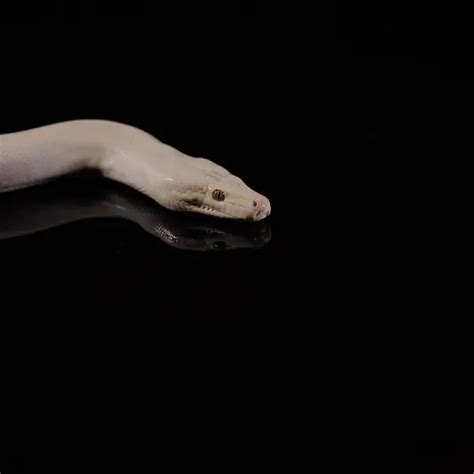 Image result for Olive Python Pillberra