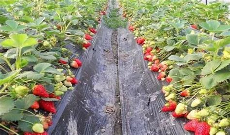 草莓种植水肥管理方案-山东博云现代农业科技有限公司