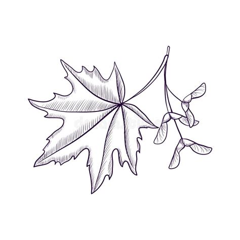 Image result for Maple Tree Line Drawing