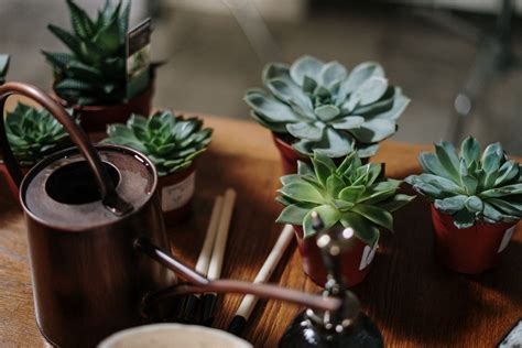 Feng Shui: How succulents can help attract abundance and happiness ...