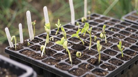 The ‘Colleen Bawn’ and the ‘Empress of Ireland’: a rich tradition of ...