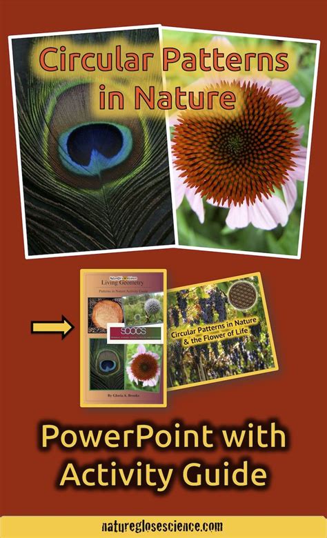 Math Patterns in Nature 的图像结果