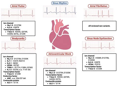 Genetic Atrial Cardiomyopathies: Common Features, Specific Differences ...