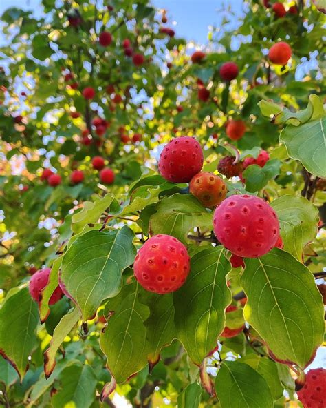 Is Kousa Dogwood Fruit Edible? Fruit Benefits With Toxicity