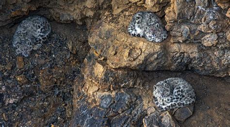 The Snow Leopards Of Kibber | Nature inFocus