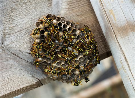 Black Wasp Nest